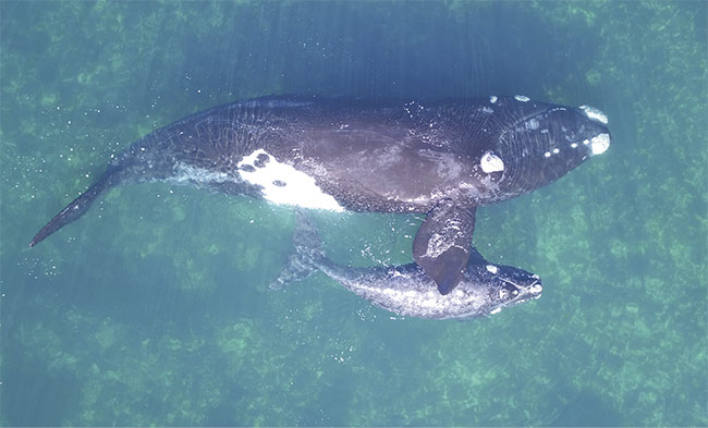 Accurately measuring the weight of whales has always been a challenge, but drones and their imaging systems are taking it on. Courtesy of Fredrik Christiansen/ the Aarhus Institute of Advanced Studies. 