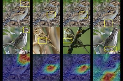 A Duke team trained a computer to identify up to 200 species of birds from just a photo. Given a photo of a mystery bird (top), the A.I. spits out heat maps showing which parts of the image are most similar to typical species features it has seen before. Courtesy of Chaofan Chen, Duke University.