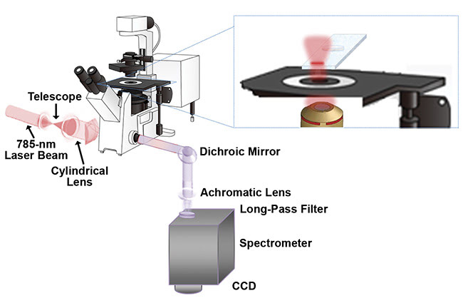  Figure 1. A Raman line-scan system with a 785-nm laser beam excitation light source. A pair of spherical lenses expands the laser beam’s diameter, a cylindrical lens generates the line-profile laser beam, and an inverted microscope equipped with a 60× water immersion objective and a motorized stage helps produce a scan. In the detection portion, a dichroic mirror and a long-pass filter separate the Raman signals from the excitation laser and are then collected by a spectrometer and a CCD detector. Courtesy of Marcos A. Soares de Oliveira. 