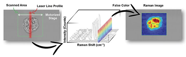  Figure 2. The 100 vertical pixels of the CCD camera are used for simultaneous detection of Raman spectra along the line focus. False color Raman images can be generated for each cell by using the band area intensities of various Raman peaks. Courtesy of Marcos A. Soares de Oliveira. 