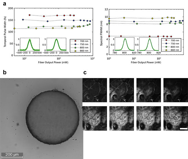 Figure 3. Characteristics of Ti:sapphire femtosecond pulse delivered through a 4-m antiresonant hollow-core fiber. FWHM: full width half maximum (a). Hollow-core fiber delivered picosecond laser pulses can be used to machine-fuse silica (the same material as the fiber). Scale bar is 200 µm (b). Multiphoton autofluorescence images of two planes of the epidermis of an ex vivo mouse skin sample excited by fiber-delivered ultrashort pulses at different wavelengths (left to right: 740, 780, 820, and 860 nm). Scale bar is 50 µm. (c). Figures a and c reproduced from reference 4 under Creative Commons. Figure b courtesy of Heriot-Watt University.