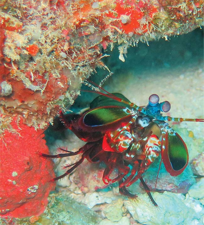 Mantis shrimp (Odontodactylus scyllarus).