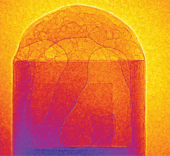 Figure 5. Phase-contrast image of bubbles forming in grease, recorded in a single shot using betatron radiation peaked at 10 keV photon energy. Courtesy of University of Michigan.