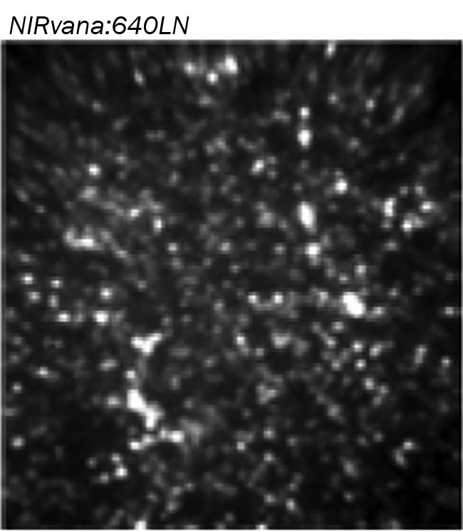 Figure 5. Image of a region of a concentrated PbS (lead sulfide) quantum dots sample taken using a 2D InGaAs (indium gallium arsenide) detection array capable of being cryogenically cooled down to -190 °C coupled to an imaging spectrograph. (Excitation: CW 405 nm. Power density: 3 W/mm2. Integration time: 10 s. Objective: 50×/0.65 NA. Room temperature.) Courtesy of Han Htoon/Materials Physics and Applications Division of the Center for Integrated Nanotechnologies. 