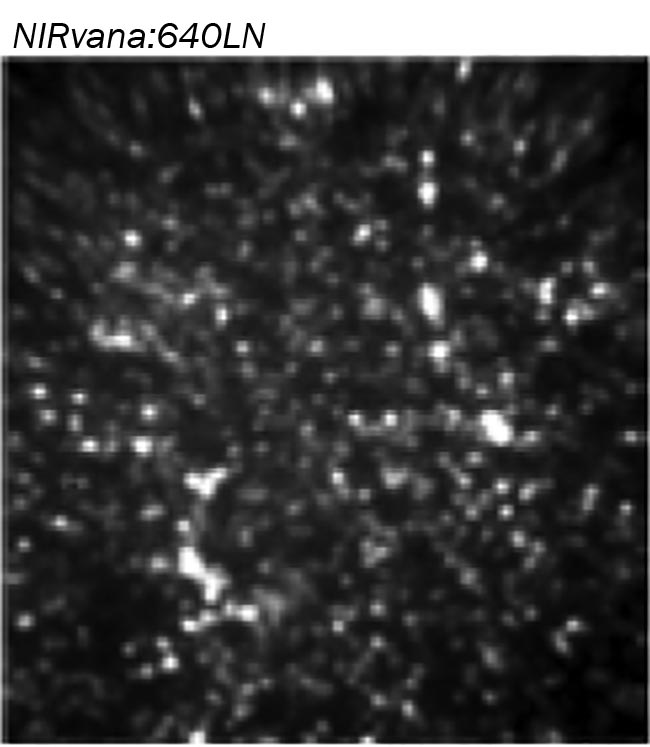 Figure 5. Image of a region of a concentrated PbS (lead sulfide) quantum dots sample taken using a 2D InGaAs (indium gallium arsenide) detection array capable of being cryogenically cooled down to -190 °C coupled to an imaging spectrograph. (Excitation: CW 405 nm. Power density: 3 W/mm2. Integration time: 10 s. Objective: 50×/0.65 NA. Room temperature.) Courtesy of Han Htoon/Materials Physics and Applications Division of the Center for Integrated Nanotechnologies.