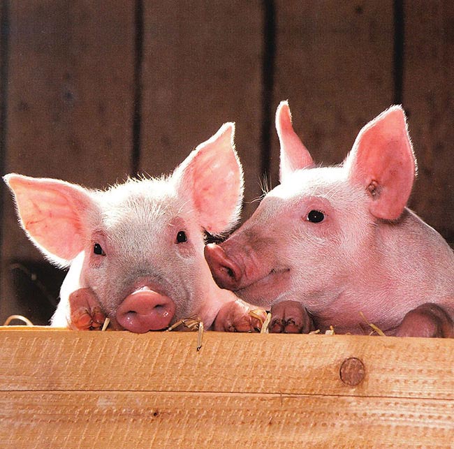 Using 3D facial recognition technology, animal behaviorists are working to detect the different emotional states in pigs.
