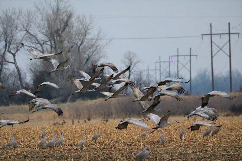 The Avian Collision Avoidance System (ACAS) shines UV lights on power lines to prevent collisions by Sandhill Cranes. Courtesy of James Dwyer, EDM International.