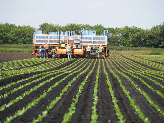 Machine learning for crop optimization, Earlham Institute and G's Growers.