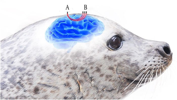 NIRS reveals how seals prepare for diving, J. Chris McKnight et al/PLOS Biology.