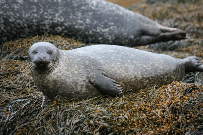 Wearable NIRS Device Reveals How Seals Prepare to Dive