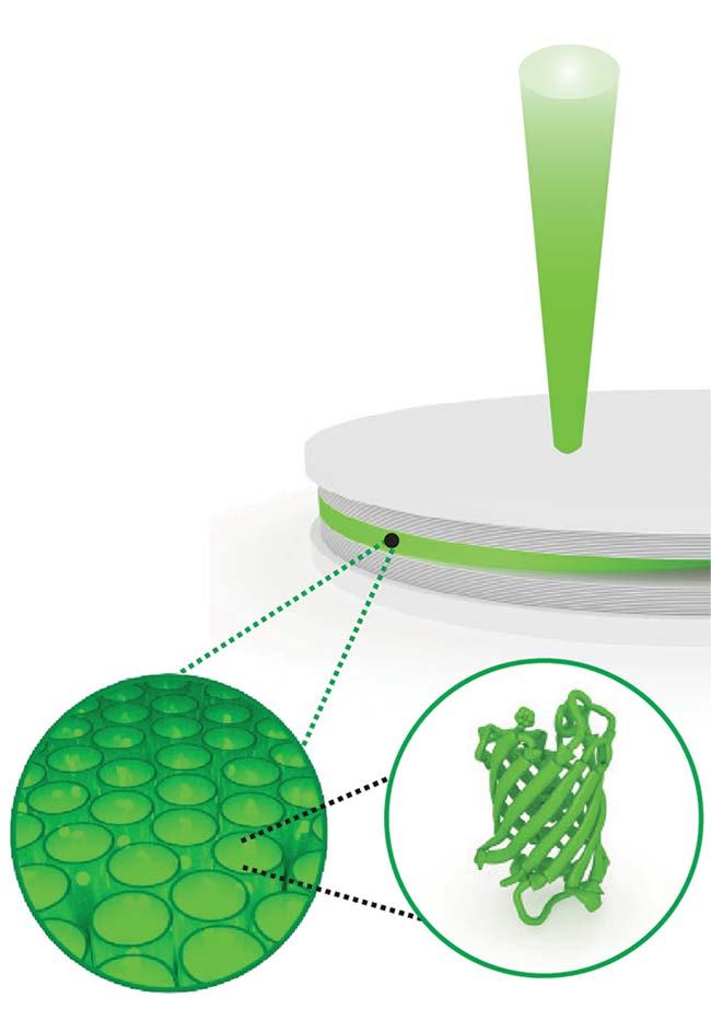 Illustration of a fluorescent protein polariton laser in action. Courtesy of Malte Gather/University of St Andrews.