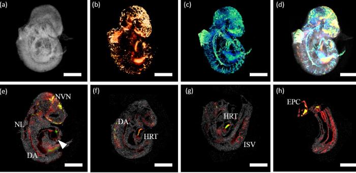New imaging technology for observing development of embryo's circulatory system, University of Houston.