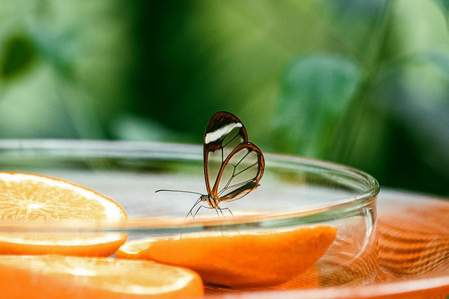 Nanostructured Glass Is Based on Butterfly Wing