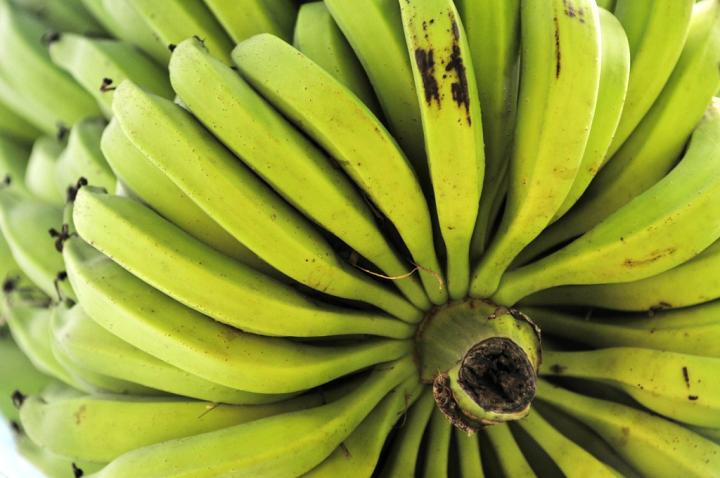 A bunch of bananas grown by a smallholder farmer near Palmira, southwestern Colombia. Courtesy of CIAT/Neil Palmer.