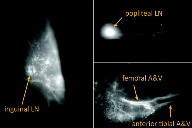 Shining Light Through Bleach Creates Fluorescent Quantum Defects