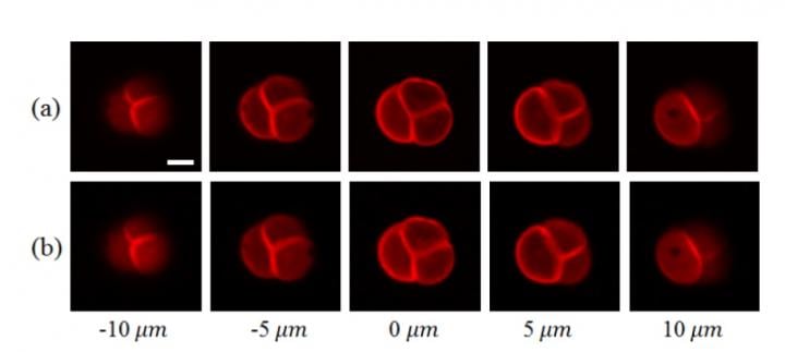 Compressive Sensing Speeds 2-Photon Microscopy While Maintaining Image Quality