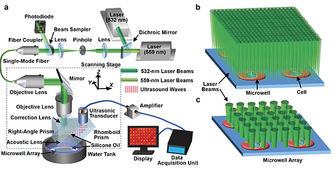 Lihong Wang of the California Institute of Technology developed a photoacoustic microscopy method to image metabolic heterogeneity within individual tumor cells. System schematic of single-cell metabolic photoacoustic microscopy (SCM-PAM) (a). High-resolution mode of SCM-PAM, with optical diffraction limited lateral resolution (b). High-throughput mode of SCM-PAM, with single-cell metabolism measurement throughput of ~3000 cells over 15 min (c). Courtesy of Lihong Wang.