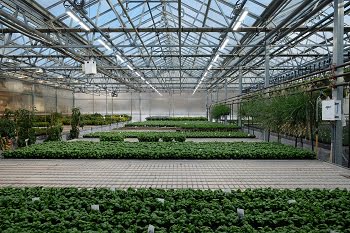 White LED lamps are used to improve basil production in a greenhouse. Courtesy of A.J. Both/Rutgers University-New Brunswick.