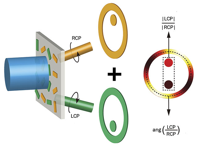 An incoming light beam (blue, left) passes through a metasurface and generates overlapping right circularly polarized (RCP) and left circularly polarized (LCP) beams that enable determination of the incoming beam’s polarization by extracting the amplitude contrast (upper right) and the phase difference (lower right) between the RCP and LCP components. Ang: angle. Courtesy of Xueqian Zhang/Tianjin University. 
