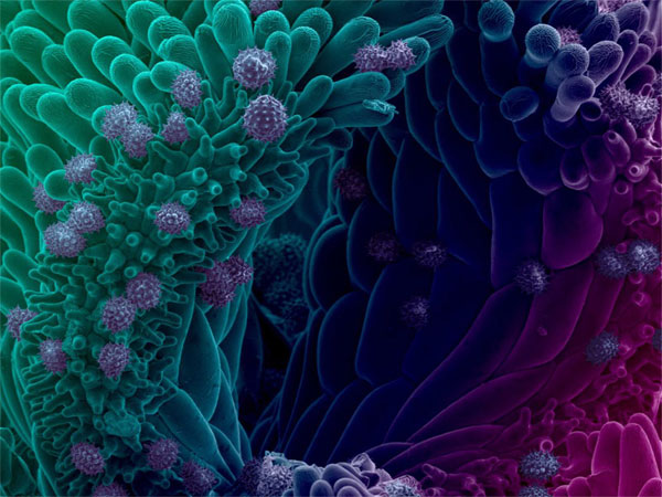 Scanning electron microscopy image of the surface of frozen daisy with pollen, colored in Photoshop. Courtesy of Daniel Gütl, winner of the 2017 Euro-BioImaging “Research. Captured.” competition.