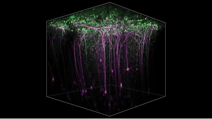 Two-Photon Microscopy Shows Learning Involves Different Areas of Brain