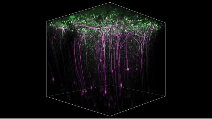 2-Photon Microscopy Shows Learning Involves Various Areas of Brain