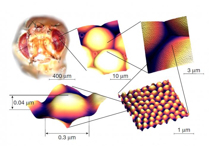 Step-wise increases in magnification, from a macroscale image of a Drosophila [fruit fly] head to an atomic force microscopy (AFM) image of a single nanostructure coating an ommatidial lens. Courtesy of Mikhail Kryuchkov, Department of Cell Physiology and Metabolism, Faculty of Medicine, University of Geneva, Geneva, Switzerland. Department of Pharmacology and Toxicology, University of Lausanne, Lausanne, Switzerland.