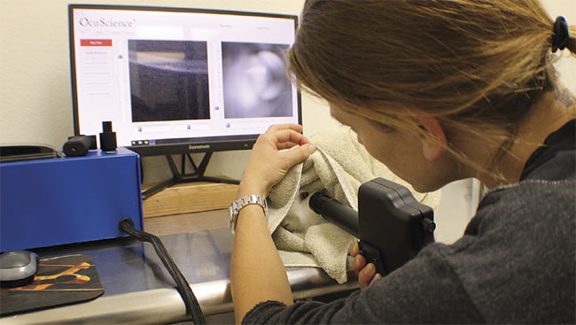 Figure 1. A rabbit’s eyes are tested using an OCT instrument. Courtesy of OcuScience.