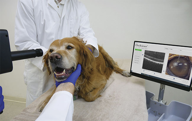 Veterinarians Use OCT to Evaluate Eye Health, Cancer Margins, and Joint Strength