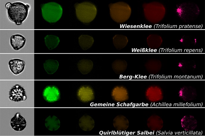 Microscopic images from pollen, which are important for pollinators, obtained by image-based particle analysis. Each row shows a single pollen grain of a specific plant with a normal microscopic image (first image on the left) and fluorescence images for different spectral ranges (colored images on the right). Courtesy of Susanne Dunker.
