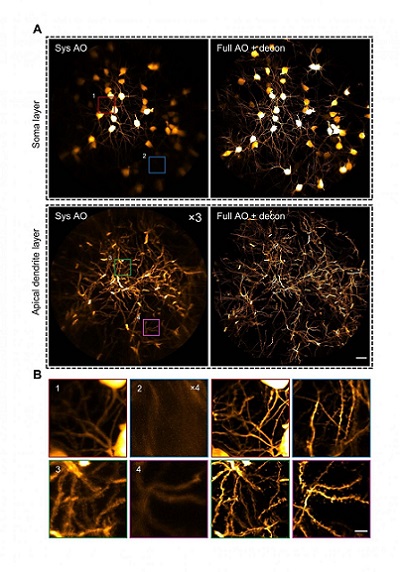 Adaptive optics two-photon endomicroscopy enabled in vivo imaging of the hippocampus at synaptic resolution over a large FOV Credit. The image shows investigation of a mouse hippocampus. Courtesy of HKUST.