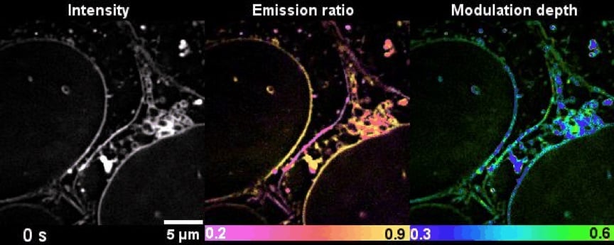 Time-lapse high-dimensional super-resolution imaging of the late-stage division of two U2-OS cells. Courtesy of Karl Zhanghao et al.