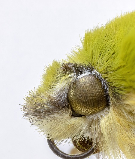 Moth Eyes Inspire Antireflective Coating
