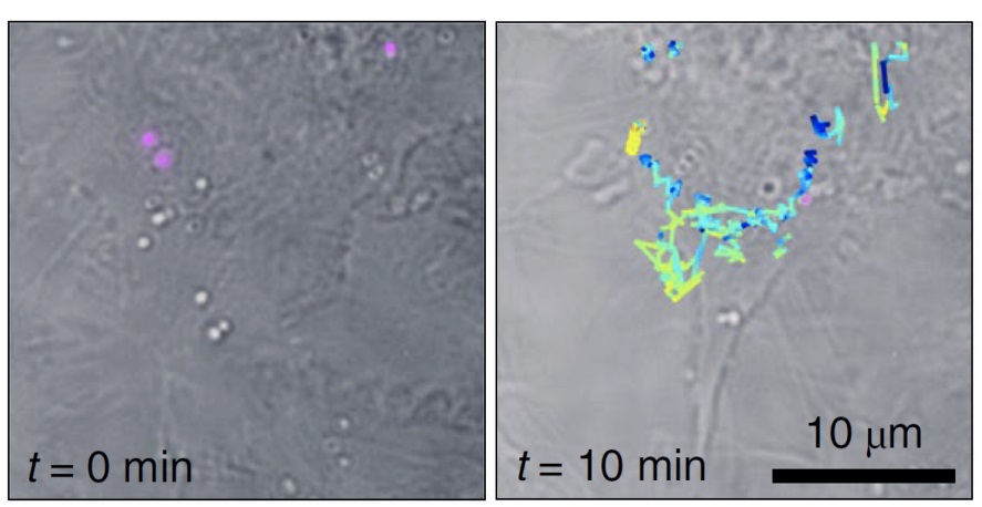 Raman Holography Has Implications for Live Cell, Tissue Interrogation