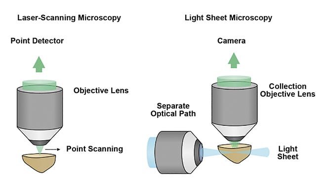 Figure 4. A schematic comparing point- or laser-scanning microscopy with light sheet microscopy techniques. The optical sectioning of a sample by light sheet microscopy is a more efficient and gentle method that enables high-speed 3D imaging with minimal damage to the sample. Courtesy of A. Glaser/ University of Washington Molecular Biophotonics Laboratory.