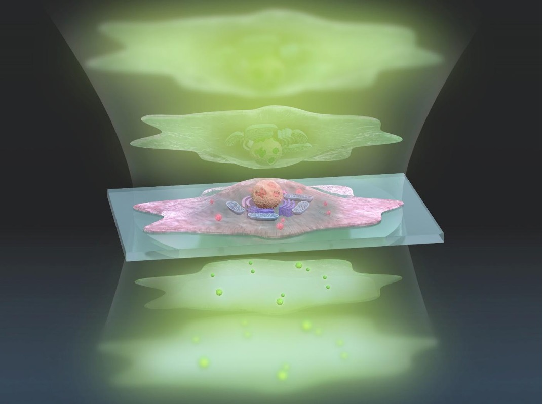 This artistic representation of the ADRIFT-QPI technique shows pulses of sculpted light (green, top) traveling through a cell (center), and exiting (bottom) where changes in the light waves can be analyzed and converted into a more detailed image. Courtesy of s-graphics.co.jp, CC BY-NC-ND.