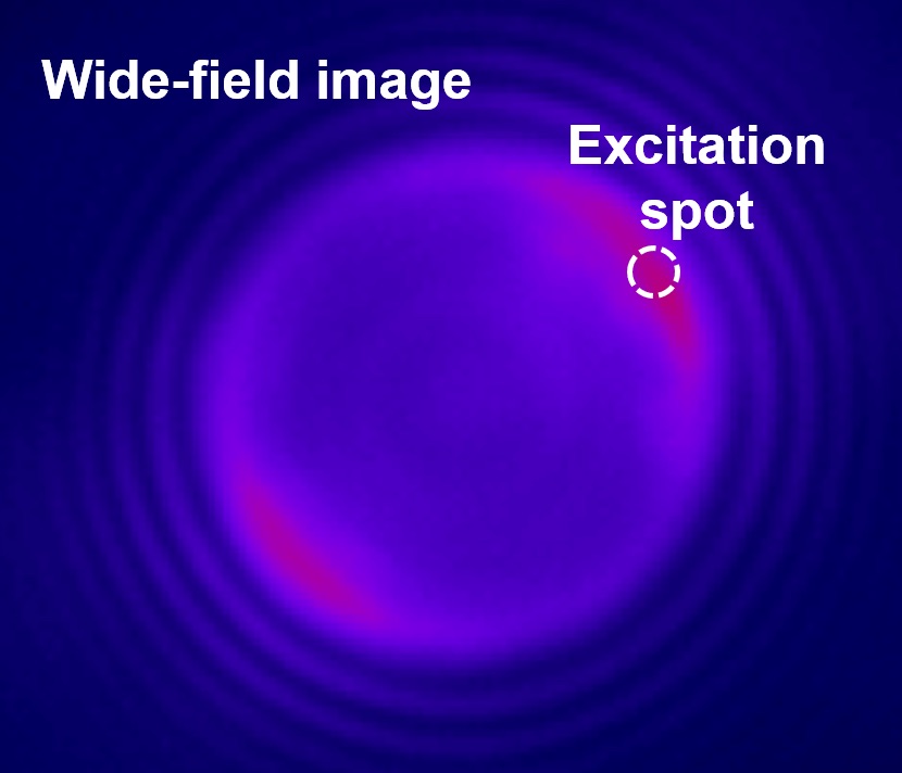 As biosensing and bio-imaging research seeks to look deep inside tissue to the intracellular level miniaturizing laser devices poses significant challenges for these nanoscale biological applications. Courtesy of Jiajia Zhou.