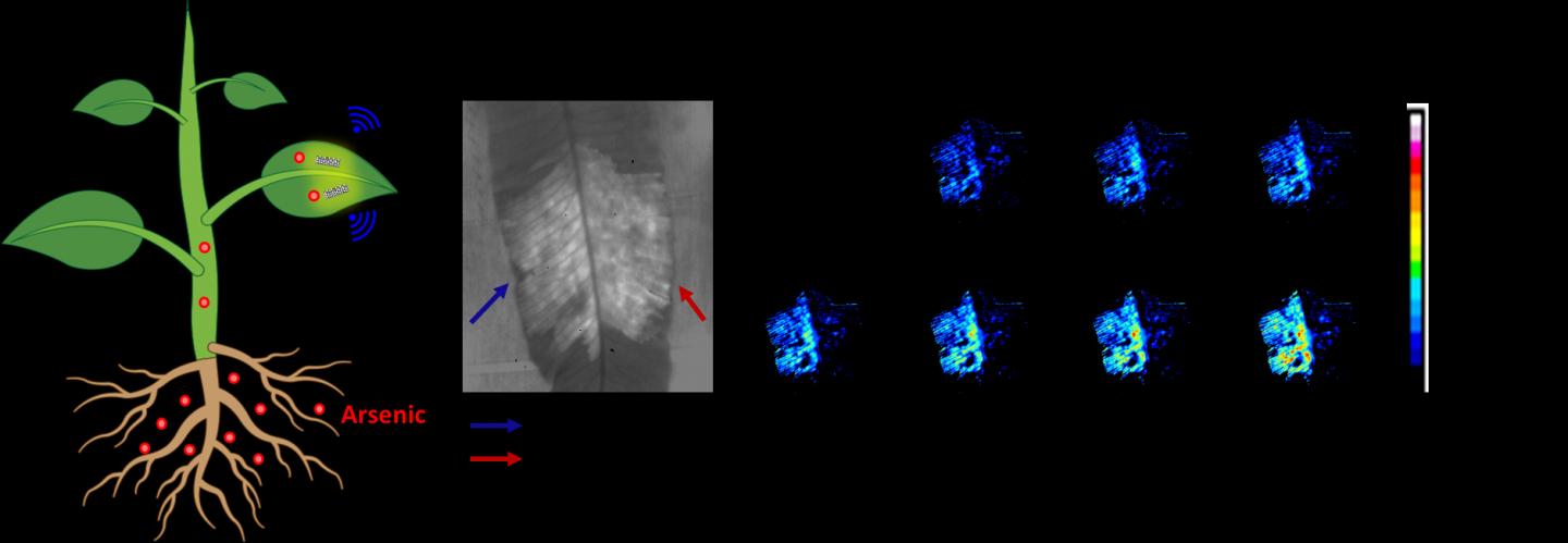 Optical Nanosensor Helps Plants Detect, Monitor Arsenic Levels