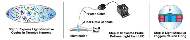  An optogenetics experiment on a white mouse brain. Courtesy of Thorlabs. 