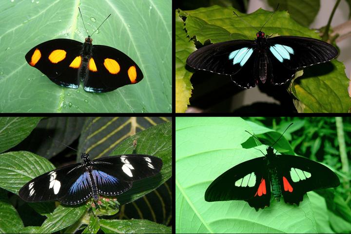 The black patches on the wings of some butterflies are 10 to 100 times darker than everyday black objects. Clockwise from top left: Catonephele numilia, Parides iphidamas, Heliconius doris, Parides sp. Courtesy of Richard Stickney, Museum of Life and Science.