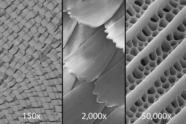 A close-up look at the wings of the Rajah Brooke’s birdwing butterfly with a scanning electron microscope reveals tiny structures in their wing scales that trap light so that virtually none escapes. Courtesy of Alex Davis, Duke University.