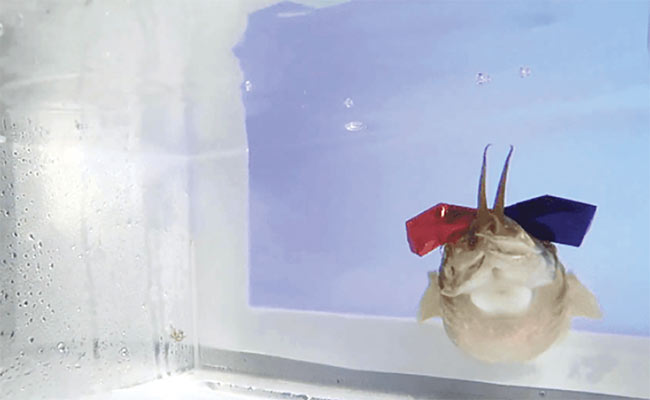 Researchers placed 3D glasses on cuttlefish to determine how the cephalopods hunt prey. Courtesy of R. Feord/University of Minnesota.