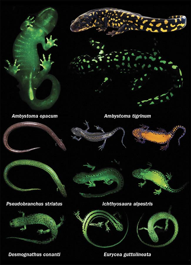 White-light images depicting biofluorescence in three species of salamander (Ambystoma tigrinum, Pseudobranchus striatus, and Icthyosaura alpestris). Salamanders with bold patterns and colors (such as the A. tigrinum) fluoresce brightly, and dorsal surfaces often fluoresce less intensely than ventral ones, depending on patterning (see the I. alpestris). In some salamanders (such as the Ambystoma opacum), bones that are otherwise not visible under white light (dentary and digits) fluoresce distinctly, as does the cloacal region. Courtesy of Jennifer Y. Lamb and Matthew P. Davis.