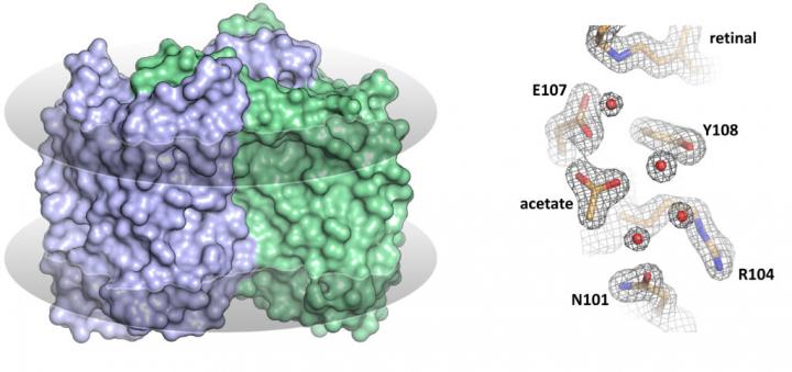 On the left: the dimer of heliorhodopsin 48C12 in the cell membrane (shown as gray discs). On the right: High-resolution electron density maps demonstrate the presence of an acetate anion at the active site of heliorhodopsin 48C12. Courtesy of K. Kovalev, et al.