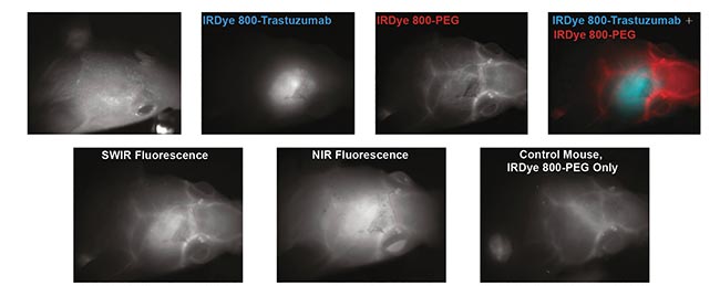 Figure 4. Targeted SWIR imaging in vivo with IRDye 800CW of a nude mouse with a brain tumor from implanted human BT474 breast cancer cells. Three days after injecting IRDye 800CW-trastuzumab conjugate, fluorescence from the labeled tumor was imaged noninvasively through skin and skull via a SWIR camera. Courtesy of Reference 3.