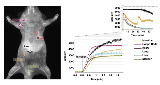 Figure 6. Six clicks were used to obtain kinetic curves at six locations (intestine, lymph nodes, heart, lung, liver, and bladder) on the mouse’s body for a one-hour scan following ICG injection in a male CD-1 mouse. Courtesy of Photon etc.