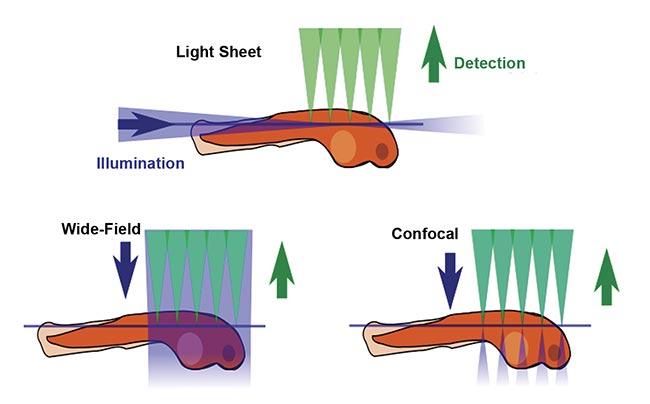 Figure 1. A comparison of fluorescence microscopy illumination methods. Courtesy of JKrieger/CC BY-SA 3.0/Modified from original.