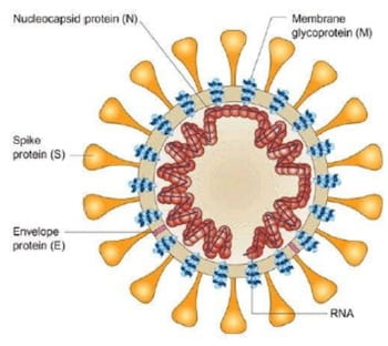 A schematic of the SARS-CoV-2 viral particle, which presents a number of targets for filtration technology being developed at Rice University. Courtesy of Nature Medicine/www.nature.com/articles/nm1143/figures/3.