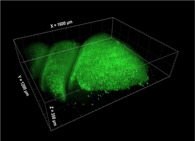 SCAPE Microscopy Captures Image of Odor Detection