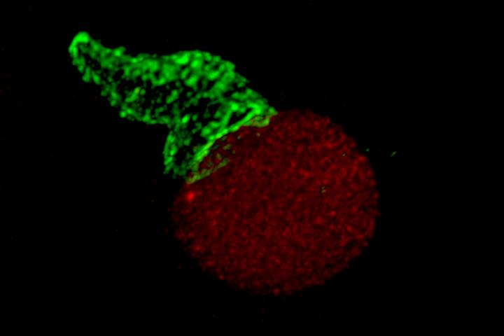 An image of a T-cell captured by lattice light-sheet microscopy. Courtesy of Huang Lab.